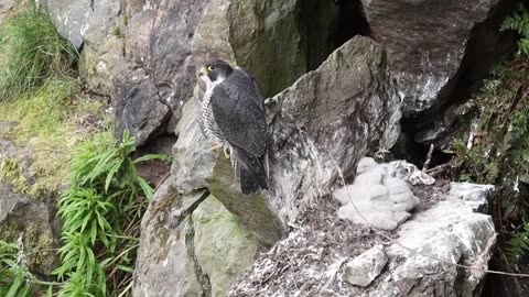 Peregrine Falcon Nesting 4k