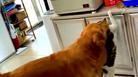 Funny Animal Videos 2024 Best Dogs And Cats Videos 😺😍short,viral,tiktok