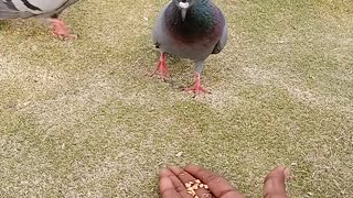 playing with birds