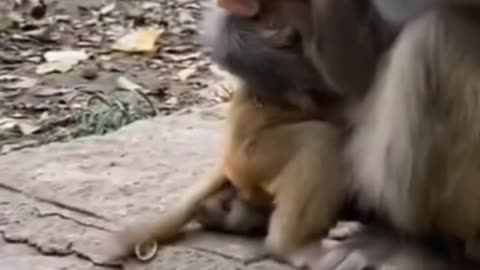 Cute baby monkey, monkey mother Love,love animal lover