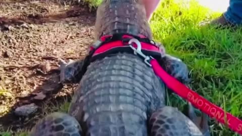Meet an 'emotional support' alligator,