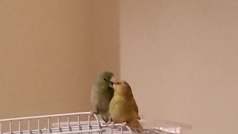Parrot courts girlfriend by regurgitating into her mouth