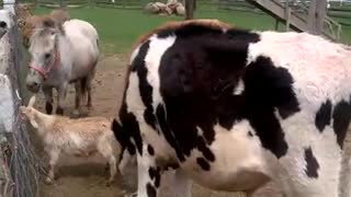 Two Cows and Horse Fight for Food