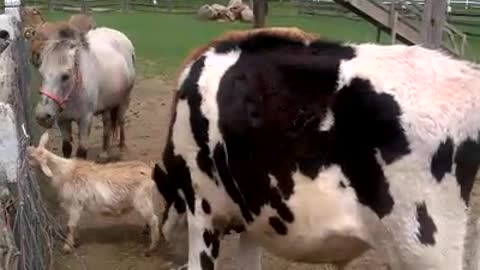 Two Cows and Horse Fight for Food