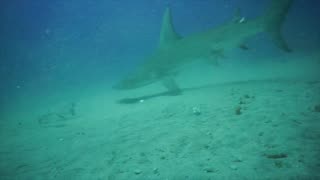 Hammerhead Sharks Feeding Frenzy