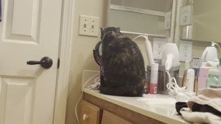 Cat Stares Back With Makeup Mirror