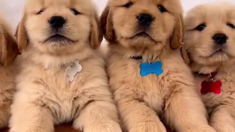 Super Cute Golden Retriever Dogs & Puppies