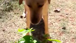 Labrador and Bumblebee - Cute