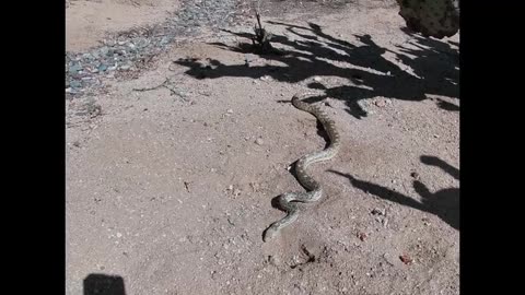 Diamondback Rattle Snake Under RV