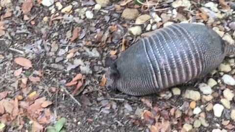 Amazing Armadillo