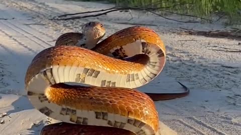 Thr biggest corn snake 🐍