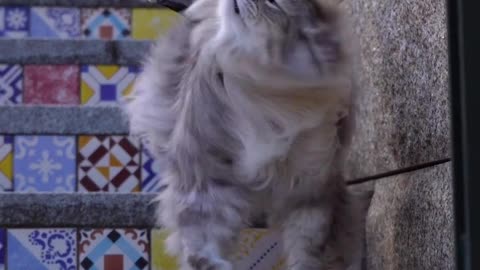 Adorable cat 😺 #catvideo #cat #pursiancat #kitten