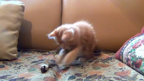 Cat Plays Homemade Whack-A-Mole Game wow