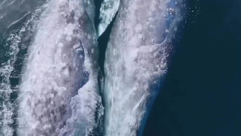 Whale hugs 🥺🐳