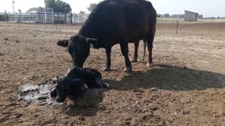 Miracle of Life - Newborn Calf