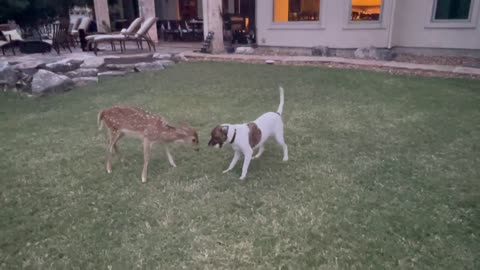 Dog And Deer Are Best Friends!