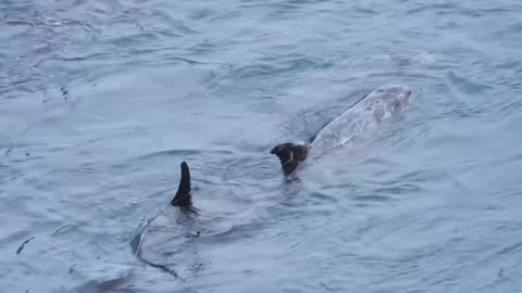 Taiji Japan - Family of about 10 Rissos Dolphins driven into the cove - All kiled