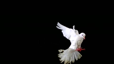 White bird flapping on black background shooting with high speed camera phantom flex