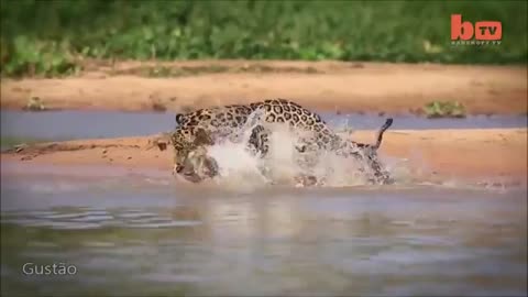 jaguar vs alligator