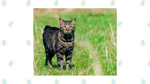 Manx Cat VS. Japanese Bobtail Cat