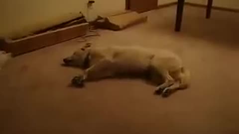 Funny dog sleepwalking