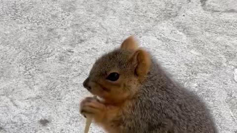 Woman feeding wild kind squirrel