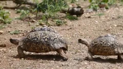 How tortoise and leopard are having breakfast together