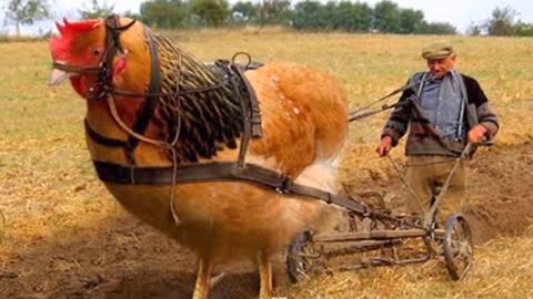 5 Strangest Roosters in The World