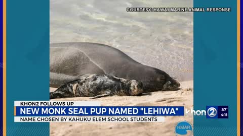 Oahu’s newest monk seal pup gets named