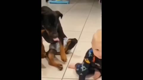 Dog give training to baby for roberry😂