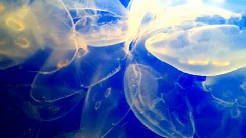 Transparent Jelly Fish