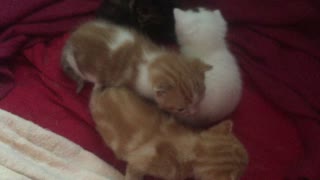 Momma cat meowing at her four babies