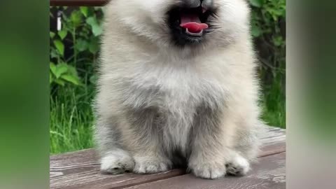 Cuty puppy sit on the wood bench