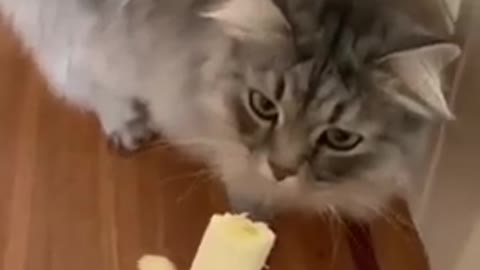 Cat hates Banana | Cat kicks away Banana | Angry Cat | Cute Animals | Funny Animals | #Shorts