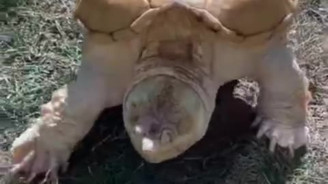 Albino Snapping Turtle 🐢 One Albino Animal You Have Never Seen #shorts #albinoturtle #snapping