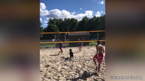This Dog Know The Best Volley Ball Game| Best Player Seen On Field❤️🐶🏐