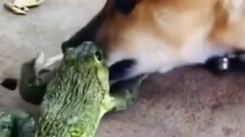 The frog playing with the dog