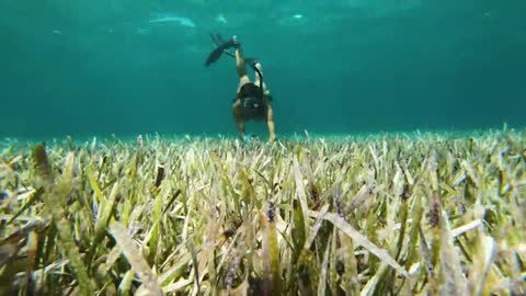 DIVING for CONCH in the BAHAMAS
