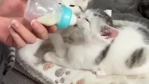 Cats drinking milk