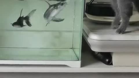 Fish Attacks the Cat 😂