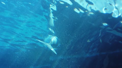 Watch a dolphin in a large glass aquarium at the Aquarium