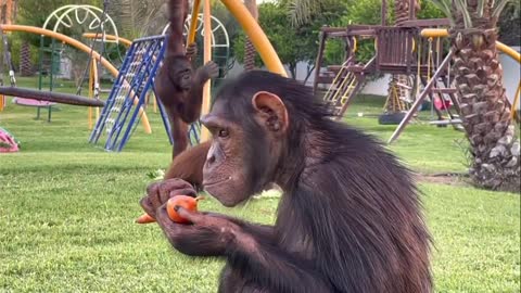 CHIMPANZEE EATING VEGETABLE IN THE PLAYGROUND..