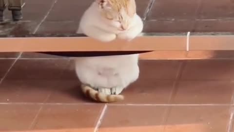 Elegant Cat#catsoftiktok #cat #catvideo #cute #funnycat #fyp