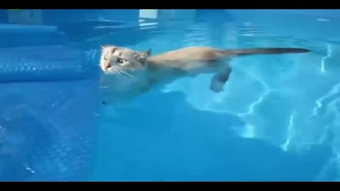 Cats who love the water