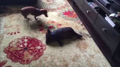 Doxie And Pig Are Best Friends