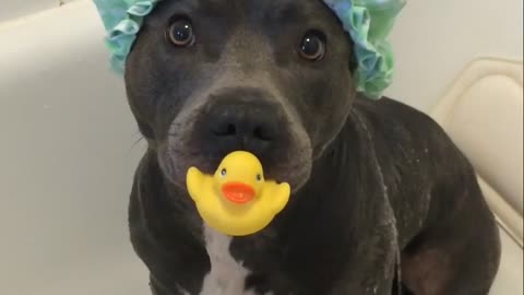 Puppy is totally ready for shower time