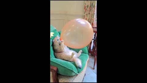 Funny Cat playing with balloons.