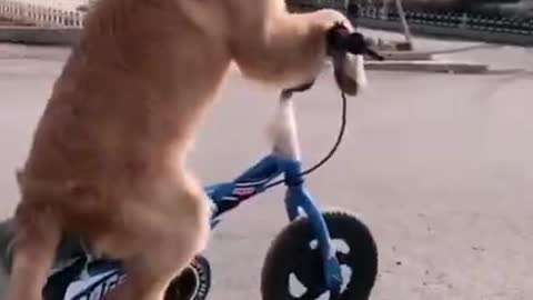 Dog Riding a Bicycle Funny!
