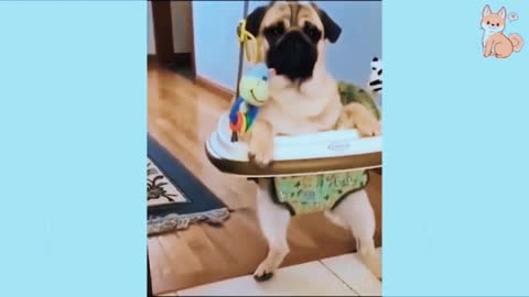 Best Funy dog🤣 video 2022 | top 5 funy 😂 dog video 2022