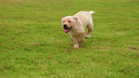 Funny Dog , viral dog , funny dog run , dog runnning